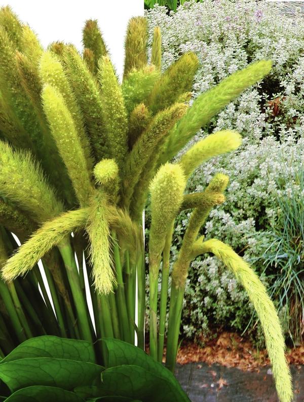 Щетинник пальмолистный способен вырастать почти до 2 м