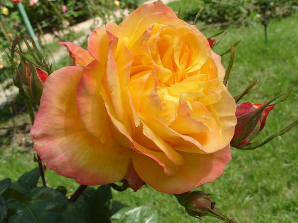 Роза сорт Mascotte всегда такая разная