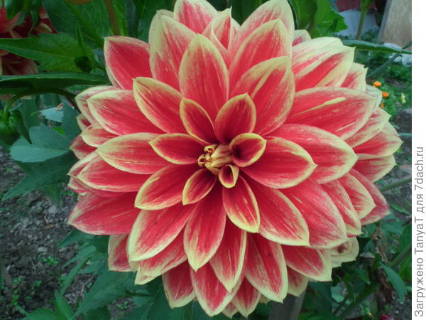 С Днем Рождения, 7Дач!