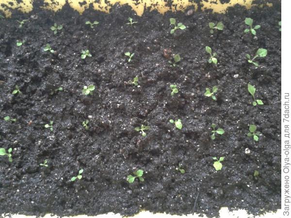 Примула мелкозубчатая "стеклярус"