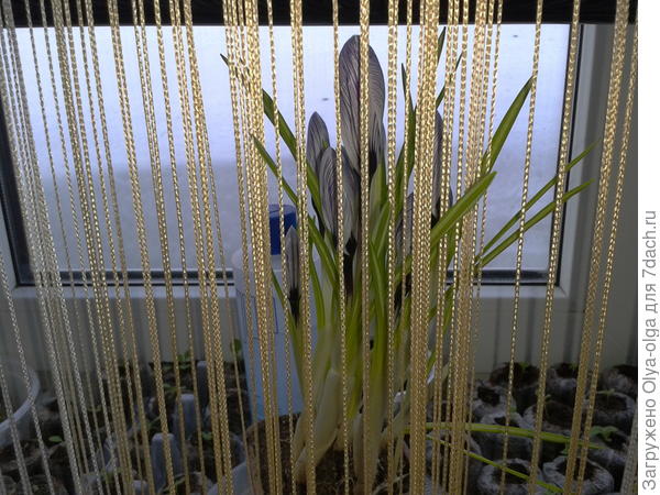 Мои крокусы