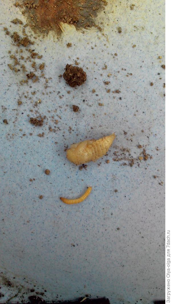 Страшный зверь фото со спины