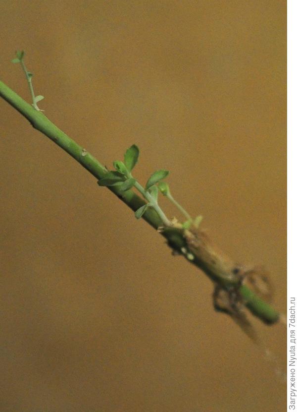 корни и ростки