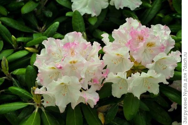 почти белый