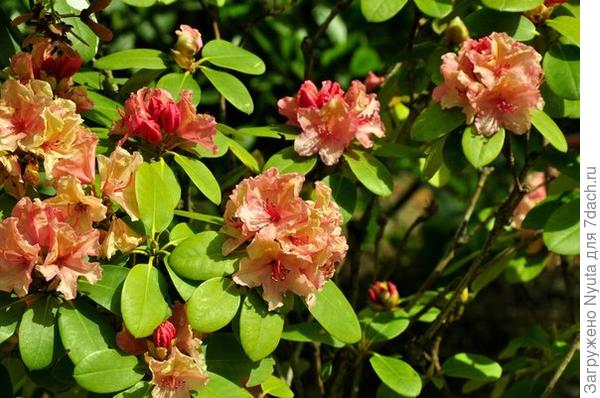 коралловый