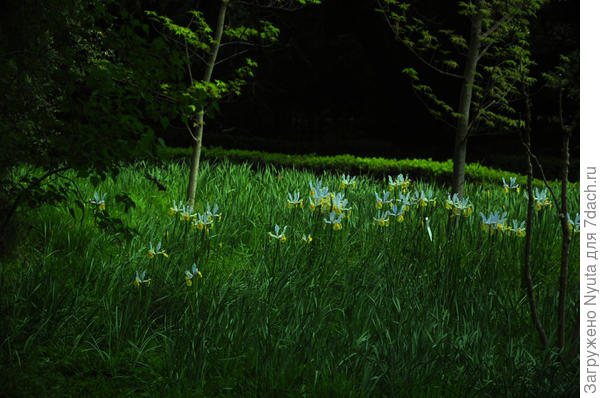 ксифиумы - феи