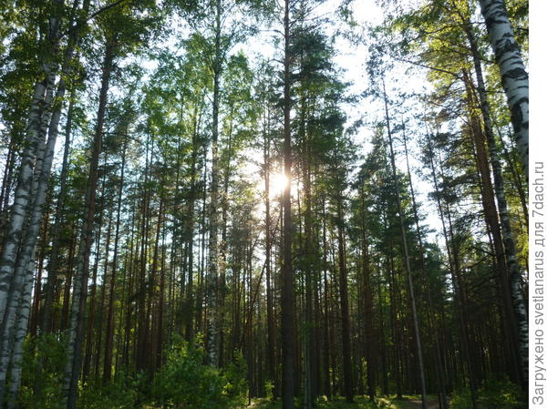 лес