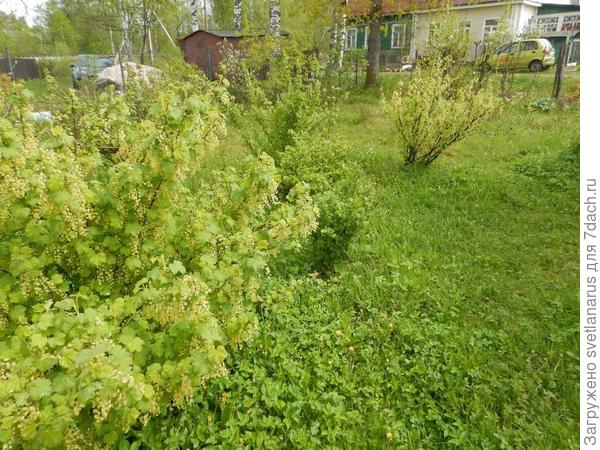 между кустами