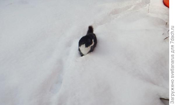 По чистому снежку