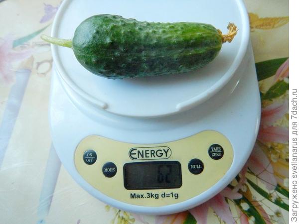 62гр