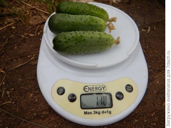 118гр