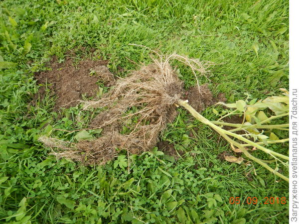 корневая система