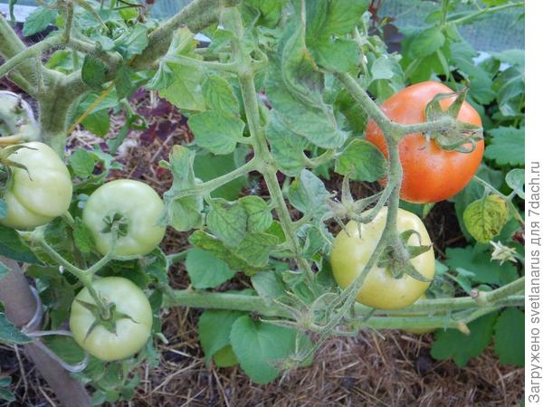 5 августа созревание 2 куст