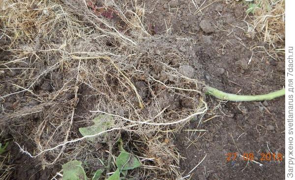 корневая система