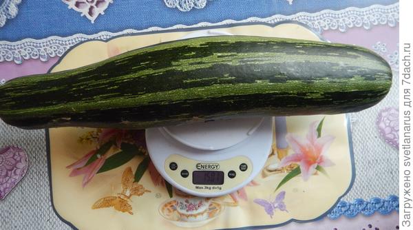 1501гр
