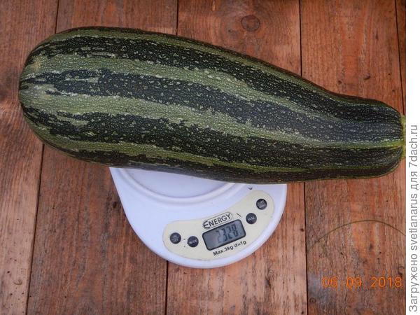 2328гр