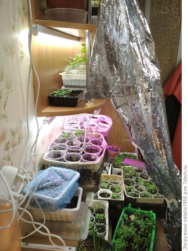 все в рассаде)))