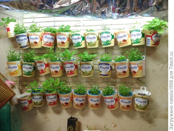 подросли петунии и лобелии