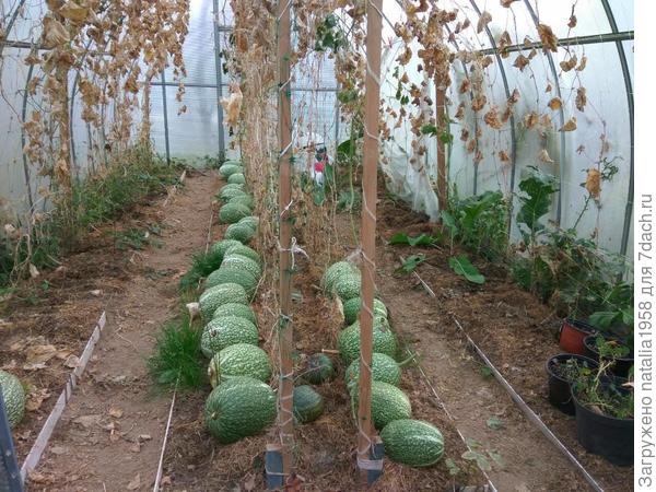 вот они какие