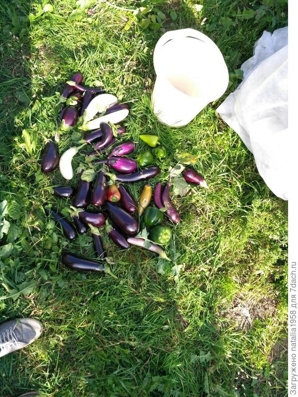 малая часть урожая 2018