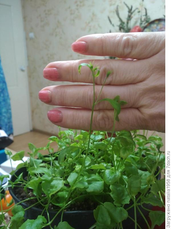 бутоны на лобелии)))