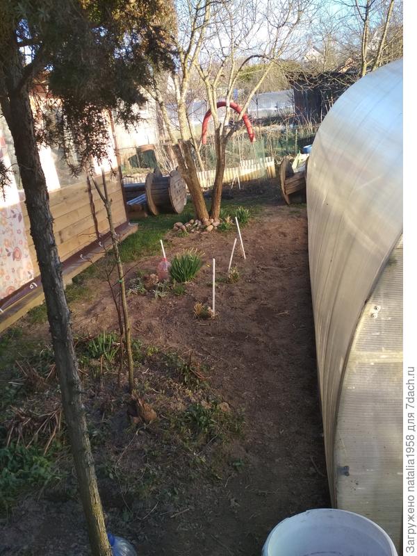 в самом центре фото, надеюсь, видно -защищаю от заморозка саженец древовидного пиона