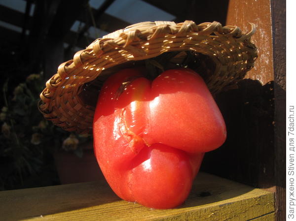 Фредди