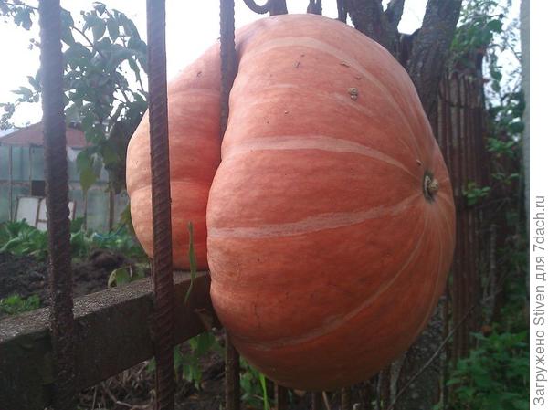 Придется делиться с соседом