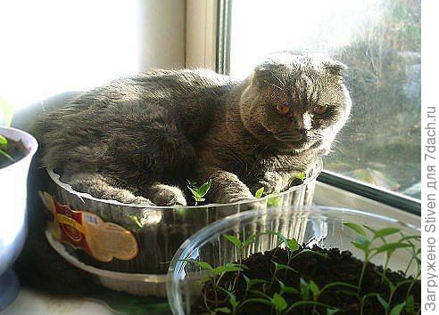 Хорошая была рассада!