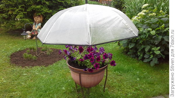 Зонтик для петунии