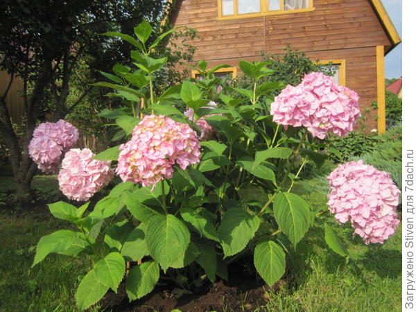 Розовая гортензия