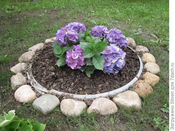 Сиреневая гортензия