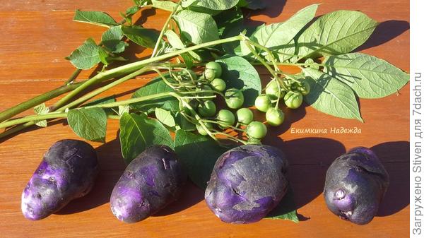 Ультрафиолет