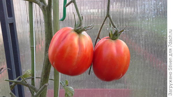 Пузата хата от Аэлиты