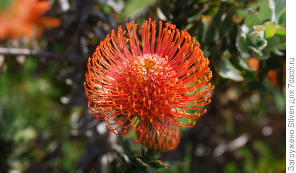 Leucospermum