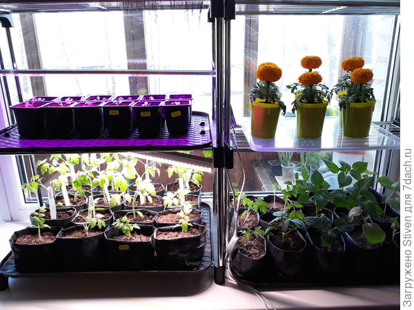 Моя рассада овощей в многоразовых пакетиках