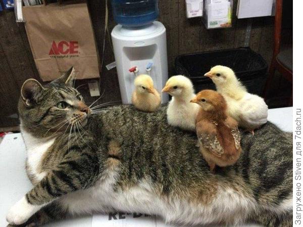 Совсем страх потеряли