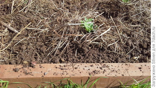 Муравьи и яйца муравьев