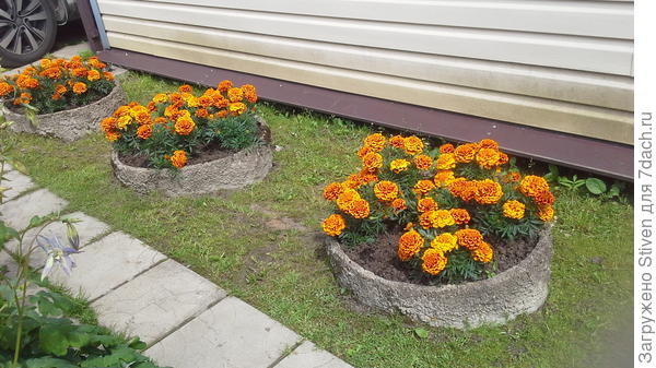 Желтые с бордовым оттенком