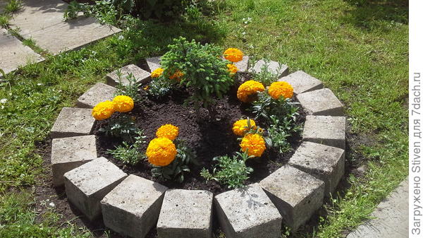 Лимонные, махровые, низкорослые