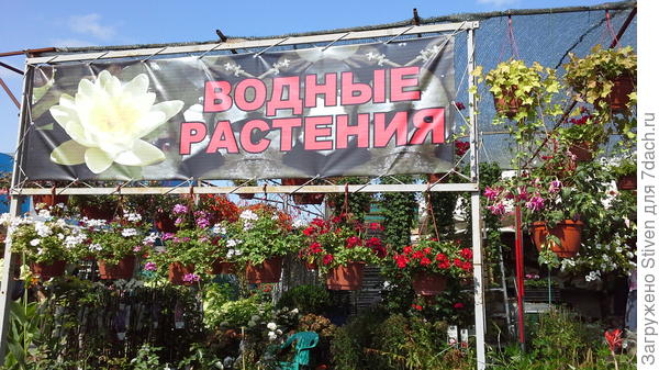 Водные растения