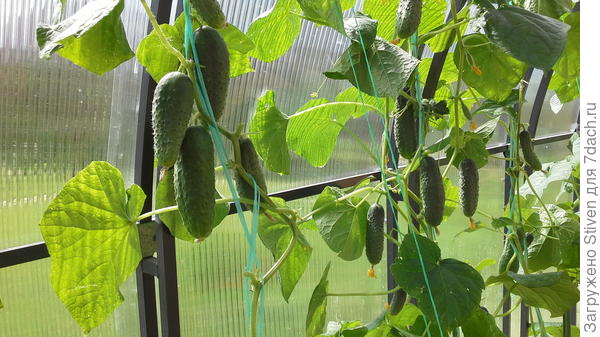 Огурцы в теплице