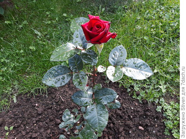 Роза для Константина