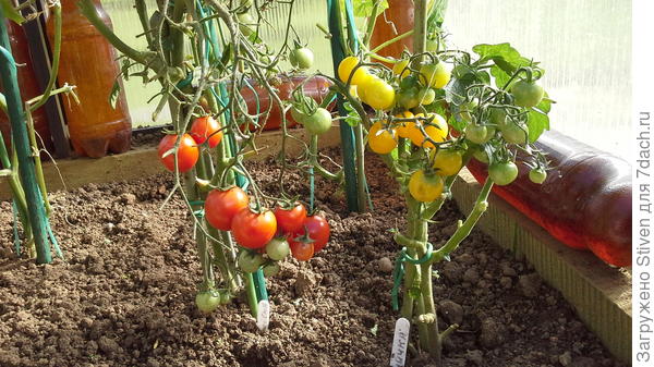 Может расти в теплице, и в открытом грунте