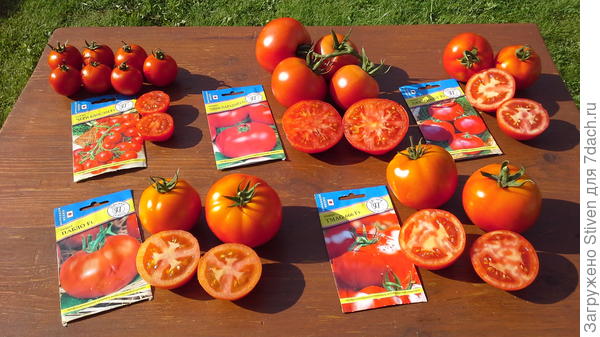 Помидоры японской линии