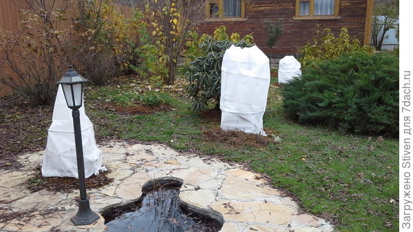 Гортензии к зимовки готовы! На чехлы - большие надежды. В прошлом году - ничего не успела закрыть - гортензии - не цвели! Думаю, следующий год будет удачным!