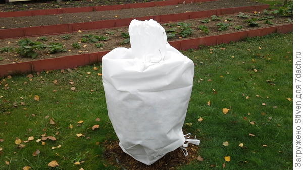 Солнце выжигает хвойные растения.