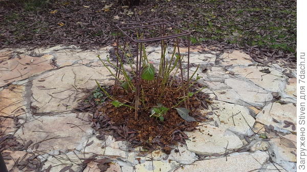 Под синюю гортензию подойдет домик.