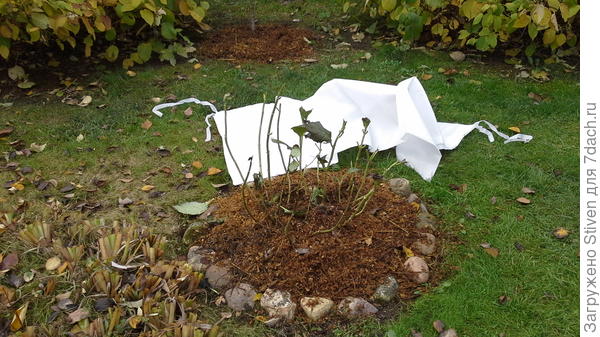 Гортензии крупноцветковые красного цвета укрою цилиндрическим чехлом.