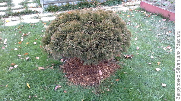 Хвойники, обязательно надо укрывать от весеннего солнца, чтобы они не выгорали.